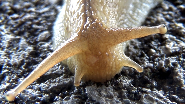 カタツムリの飼育で気をつけたいえさと土の注意点 気になる情報あれこれ