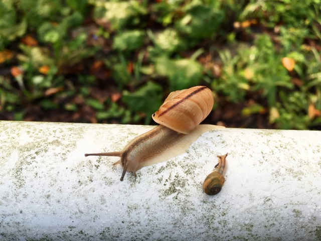 カタツムリの産卵は土が大切 時期や産み方のコツ 気になる情報あれこれ